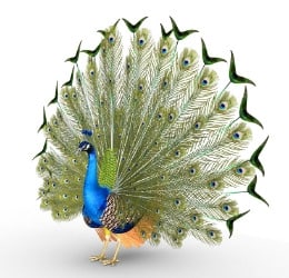 service peacock