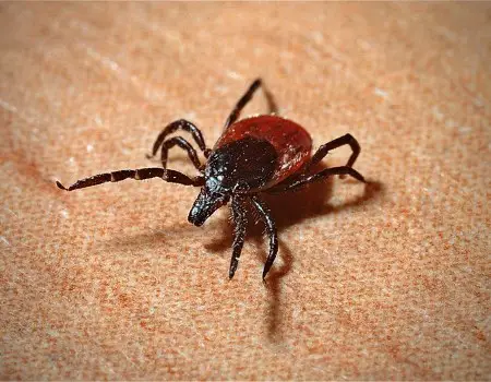 ticks