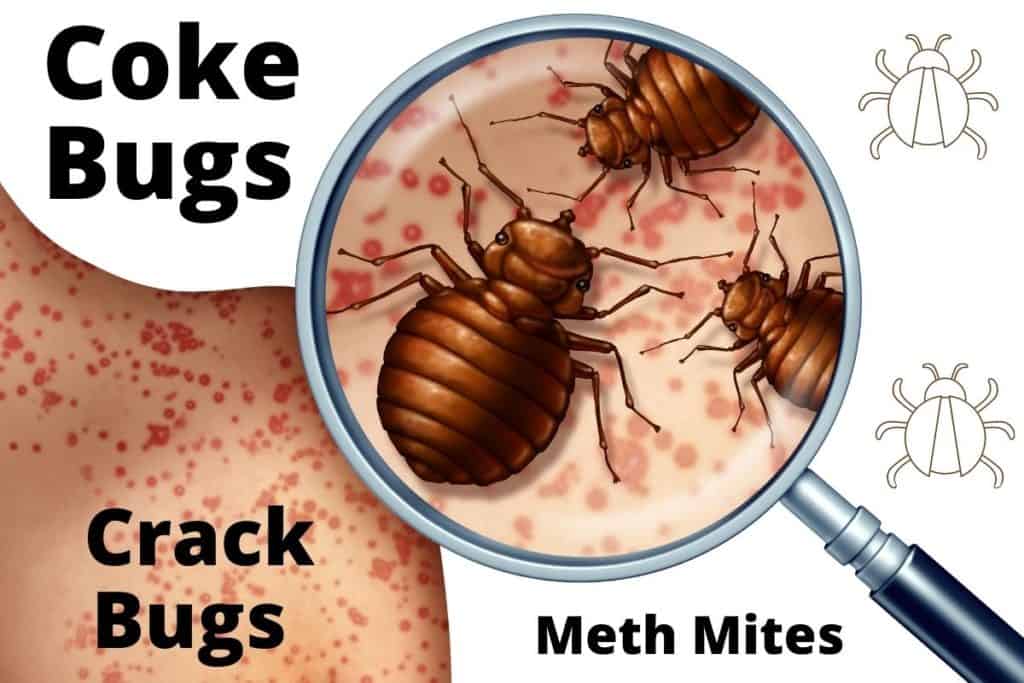 what-are-cocaine-coke-bugs-or-crack-bugs-soberdogs-recovery