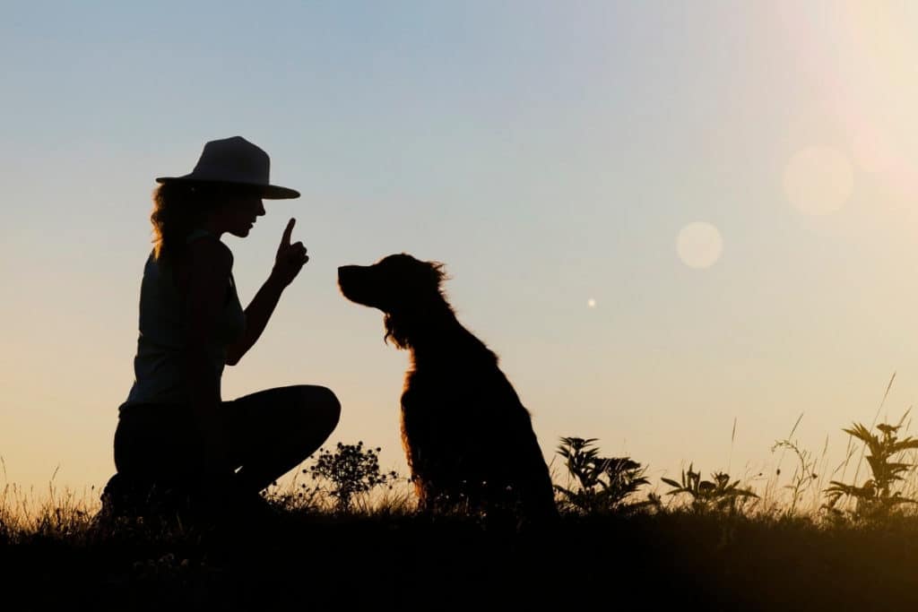 Pets In Addiction Recovery 